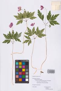 Ветренца дубравная L., Восточная Европа, Северо-Западный район (E2) (Россия)