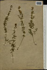 Зверобой изящный Steph. ex Willd., Восточная Европа, Центральный лесостепной район (E6) (Россия)