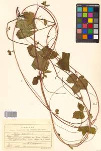 Костяника каменистая L., Восточная Европа, Северный район (E1) (Россия)