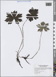 Борец тенелюбивый (Korsh.) Kom., Сибирь, Дальний Восток (S6) (Россия)