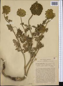 Daucus carota subsp. hispidus (Desf.) Heywood, Западная Европа (EUR) (Италия)