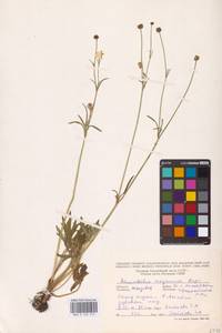 Ranunculus polyanthemos subsp. meyerianus (Rupr.) Elenevsky & Derv.-Sok., Восточная Европа, Молдавия (E13a) (Молдавия)