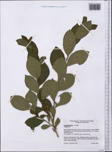 Lyonia ligustrina (L.) DC., Америка (AMER) (США)