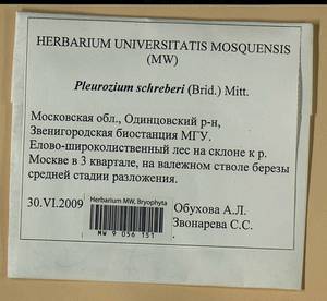Pleurozium schreberi (Willd. ex Brid.) Mitt., Гербарий мохообразных, Мхи - Москва и Московская область (B6a) (Россия)