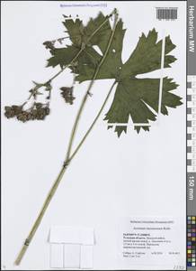 Aconitum lycoctonum subsp. lasiostomum (Rchb.) Warncke, Восточная Европа, Центральный район (E4) (Россия)
