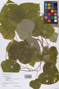 Луносемянник даурский DC., Восточная Европа, Центральный район (E4) (Россия)