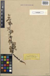 Amelanchier parviflora Boiss., Зарубежная Азия (ASIA) (Турция)