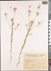 Magnoliopsida, Средняя Азия и Казахстан, Памир и Памиро-Алай (M2) (Таджикистан)