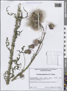 Бодяк болотный (L.) Scop., Сибирь, Западная Сибирь (S1) (Россия)