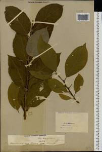 Ива козья L., Восточная Европа, Восточный район (E10) (Россия)