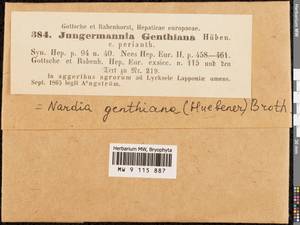 Solenostoma gracillimum (Sm.) R.M. Schust., Гербарий мохообразных, Мхи - Западная Европа (BEu) (Швеция)