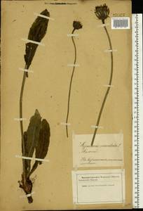 Trommsdorffia maculata (L.) Bernh., Восточная Европа, Латвия (E2b) (Латвия)