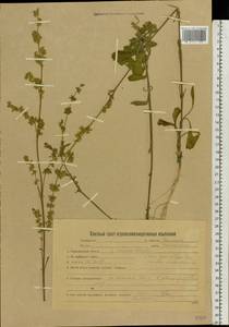 Смолевка днепровская (Gruner) Walters, Восточная Европа, Белоруссия (E3a) (Белоруссия)