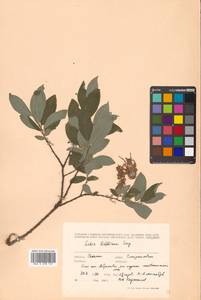 Ива Бебба, Ива Бэбба Sarg., Сибирь, Дальний Восток (S6) (Россия)