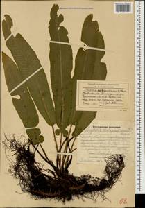 Костенец сколопендровый, Кавказ, Армения (K5) (Армения)