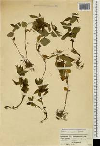 Lamium caucasicum Grossh., Кавказ, Армения (K5) (Армения)