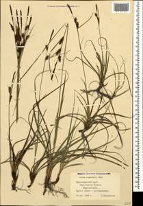 Carex flacca subsp. erythrostachys (Hoppe) Holub, Кавказ, Черноморское побережье (от Новороссийска до Адлера) (K3) (Россия)
