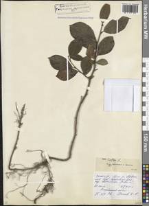 Ива козья L., Кавказ, Северная Осетия, Ингушетия и Чечня (K1c) (Россия)