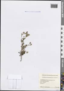 Erodium ciconium subsp. ciconium, Кавказ, Азербайджан (K6) (Азербайджан)