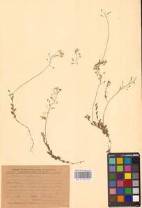 Крупка сибирская (Pall.) Thell., Восточная Европа, Центральный лесостепной район (E6) (Россия)