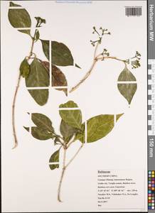 Rosaceae, Зарубежная Азия (ASIA) (КНР)