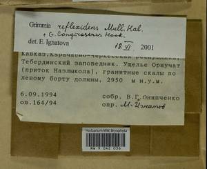 Grimmia reflexidens Müll. Hal., Гербарий мохообразных, Мхи - Северный Кавказ и Предкавказье (B12) (Россия)