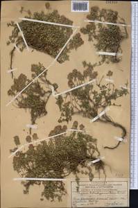 Чабрец Кочи Boiss. & Hohen., Средняя Азия и Казахстан, Западный Тянь-Шань и Каратау (M3) (Казахстан)