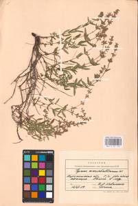 MHA 0 157 152, Thymus pannonicus All., Восточная Европа, Центральный лесостепной район (E6) (Россия)