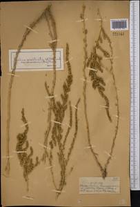 Бассия простертая (L.) Beck, Средняя Азия и Казахстан, Муюнкумы, Прибалхашье и Бетпак-Дала (M9) (Казахстан)