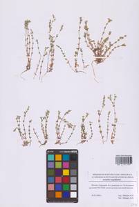 Песчанка тимьянолистная L., Восточная Европа, Московская область и Москва (E4a) (Россия)