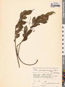 Ива ложнопятитычинковая (Flod.) Flod., Сибирь, Чукотка и Камчатка (S7) (Россия)