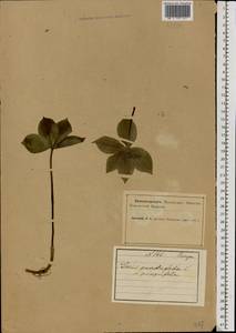 Вороний глаз четырехлистный L., Восточная Европа, Северный район (E1) (Россия)