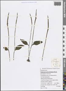 Ophioglossum petiolatum Hook., Зарубежная Азия (ASIA) (Вьетнам)