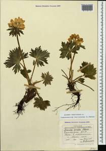 Anemonastrum narcissiflorum subsp. fasciculatum (L.) Raus, Кавказ, Дагестан (K2) (Россия)