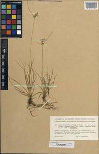 Carex lepidocarpa subsp. lepidocarpa, Западная Европа (EUR) (Финляндия)