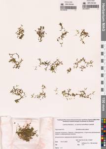 Ряска трехдольная L., Сибирь, Чукотка и Камчатка (S7) (Россия)