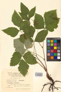 Костяника каменистая L., Восточная Европа, Восточный район (E10) (Россия)