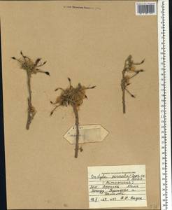 Cordyla pinnata (A.Rich.)Milne-Redh., Африка (AFR) (Мали)