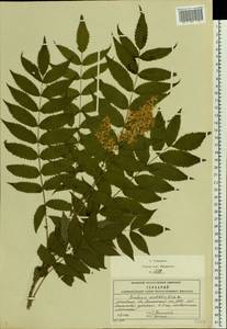 Рябинник рябинолистный (L.) A.Braun, Восточная Европа, Московская область и Москва (E4a) (Россия)