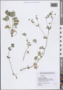 Лапчатка, Восточная Европа, Центральный район (E4) (Россия)