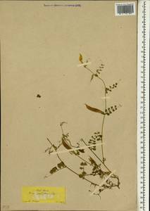 Горошек крупноцветковый Scop., Зарубежная Азия (ASIA) (Турция)