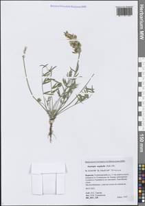 Остролодочник остролистный (Pall.) DC., Сибирь, Прибайкалье и Забайкалье (S4) (Россия)