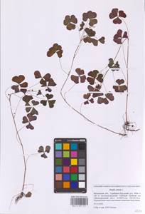 Кислица торчащая L., Восточная Европа, Московская область и Москва (E4a) (Россия)