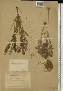 Archanthemis trotzkiana (Claus ex Bunge) Lo Presti & Oberpr., Восточная Европа, Нижневолжский район (E9) (Россия)