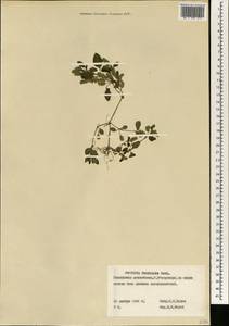Dicliptera verticillata (Forssk.) C. Christensen, Африка (AFR) (Гвинея)