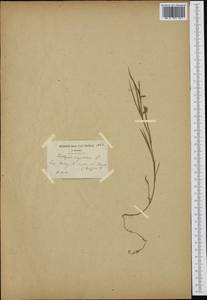 Lathyrus angulatus L., Западная Европа (EUR) (Бельгия)