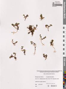 Ива жилколистная Andersson, Сибирь, Чукотка и Камчатка (S7) (Россия)