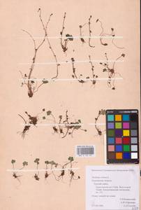 Камнеломка наклоненная, Камнеломка поникающая L., Восточная Европа, Северный район (E1) (Россия)