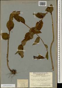 Колокольчик широколистный L., Кавказ, Абхазия (K4a) (Абхазия)