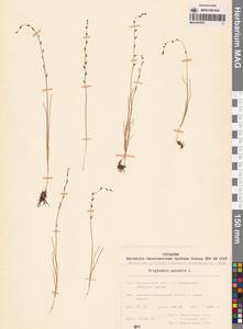 Триостренник болотный L., Сибирь, Чукотка и Камчатка (S7) (Россия)